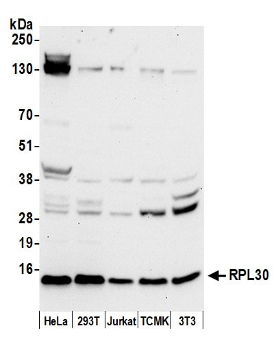 RPL30 Antibody