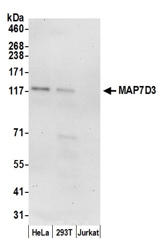 MAP7D3 Antibody