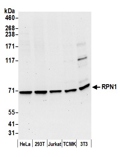 Ribophorin I Antibody
