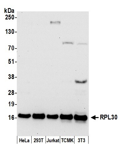 RPL30 Antibody