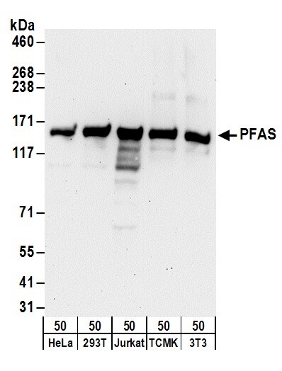 PURL Antibody