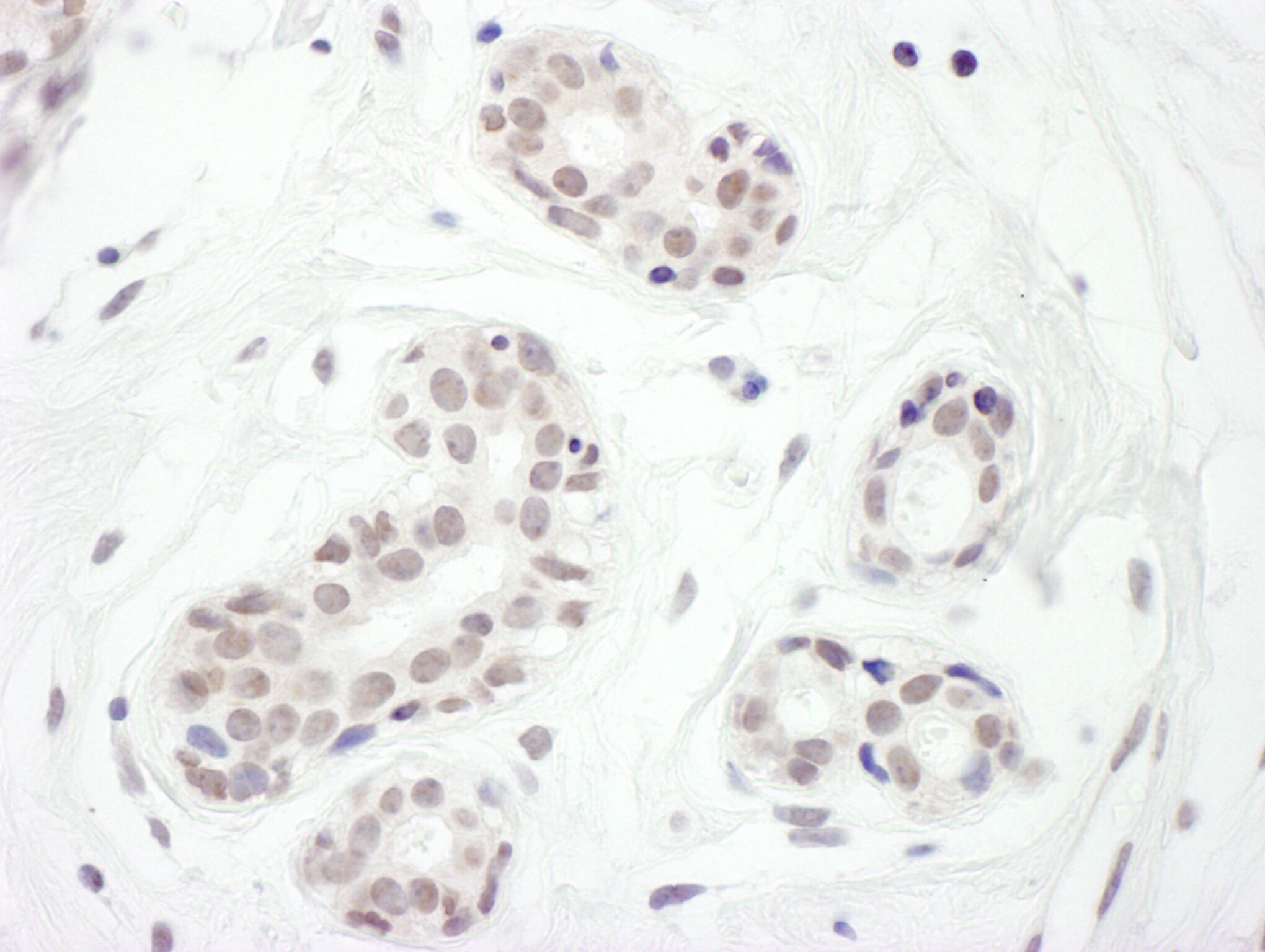 FoxC1 Antibody