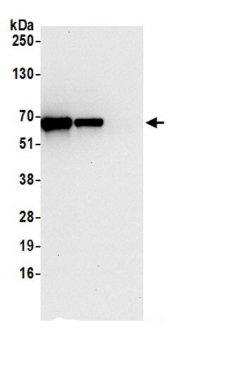 FAAP Antibody