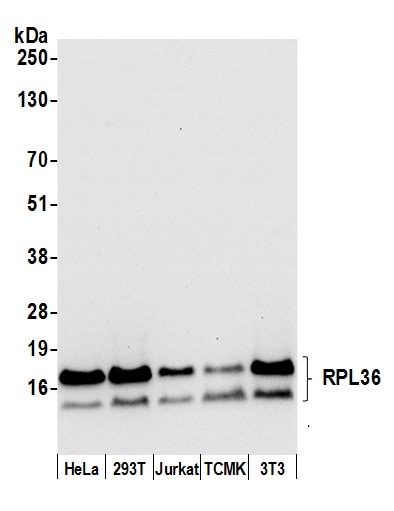 RPL36 Antibody