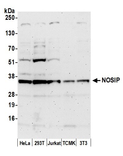 NOSIP Antibody