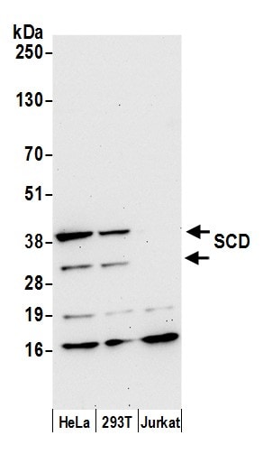 SCD-1 Antibody