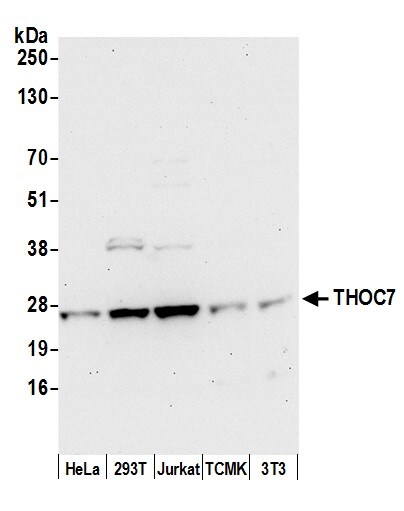 THOC7 Antibody