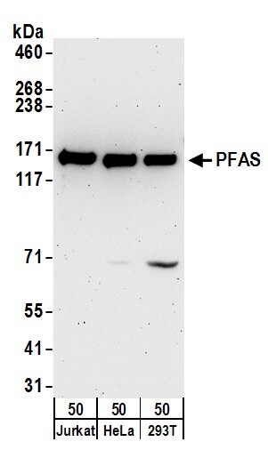 PURL Antibody