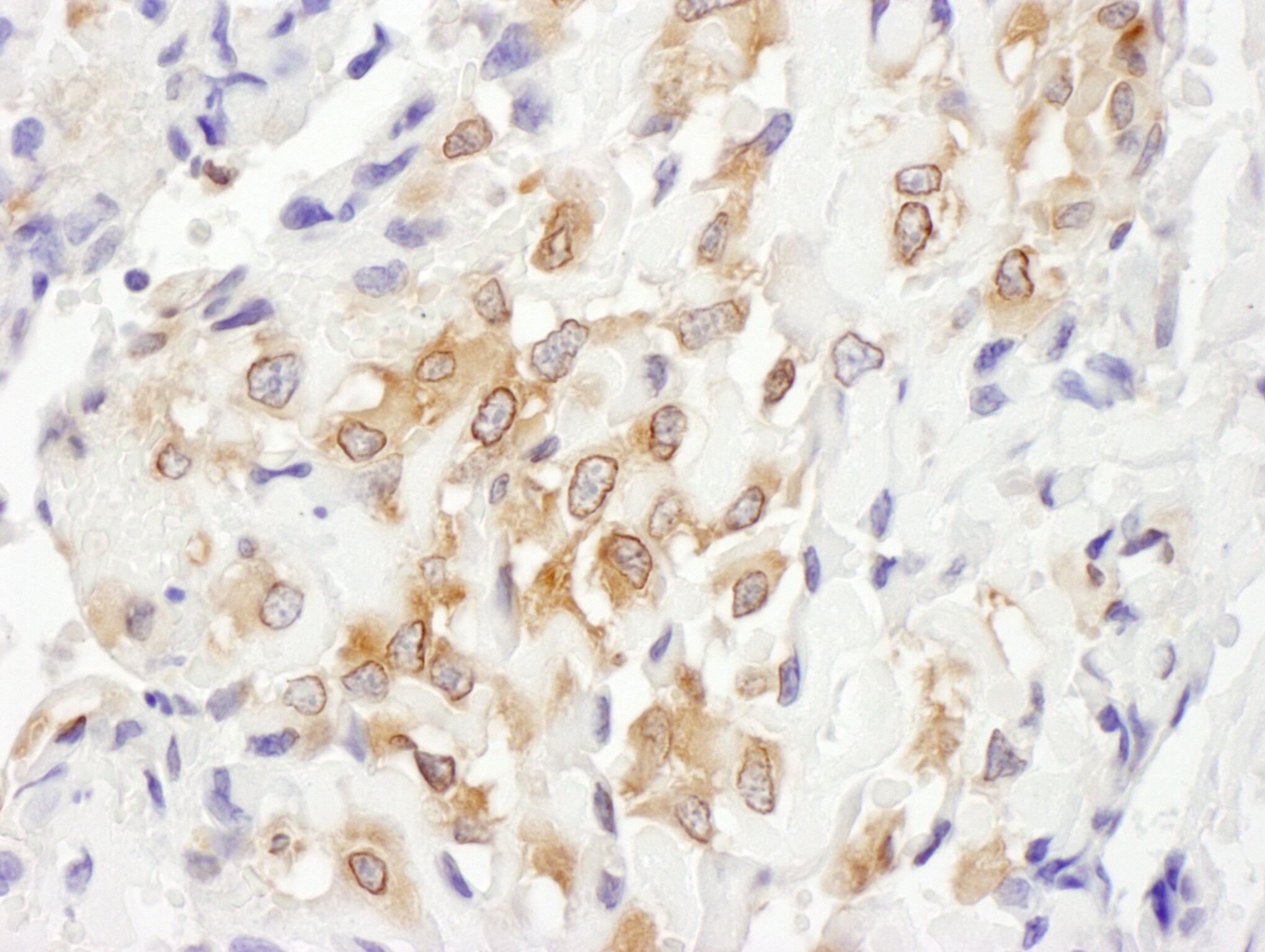 Septin-7 Antibody