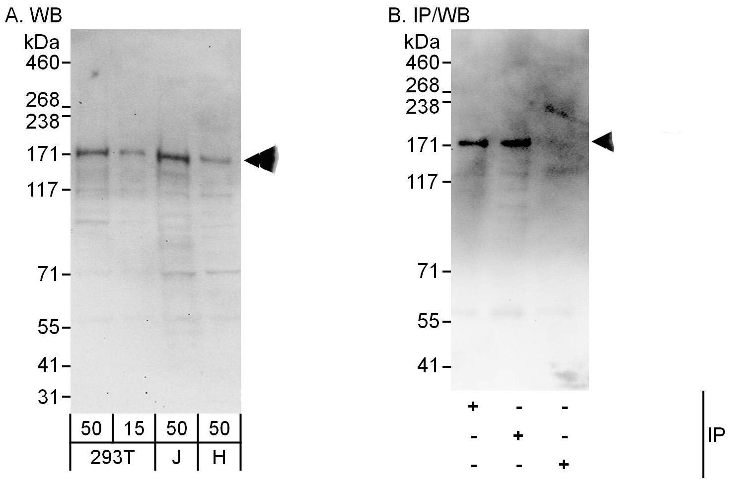 CSPP Antibody