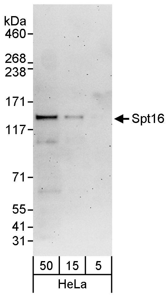 SUPT16H Antibody