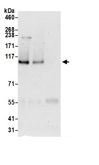 SRBD1 Antibody