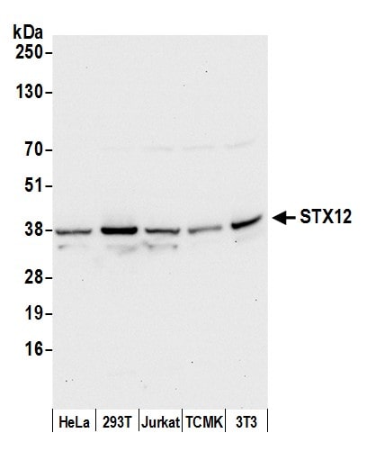Syntaxin 12 Antibody