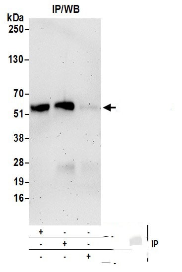 Ajuba Antibody