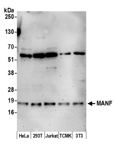 MANF Antibody