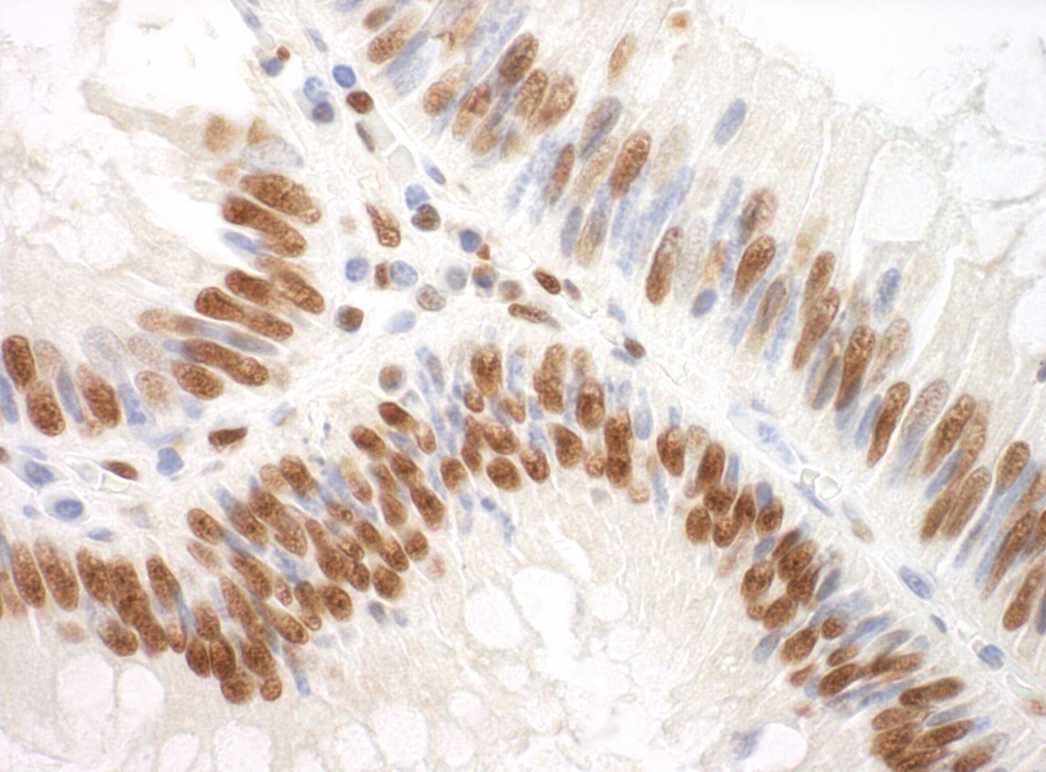 SF3A3 Antibody