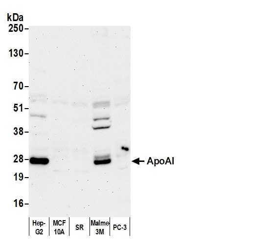 Apolipoprotein A-I/ApoA1 Antibody