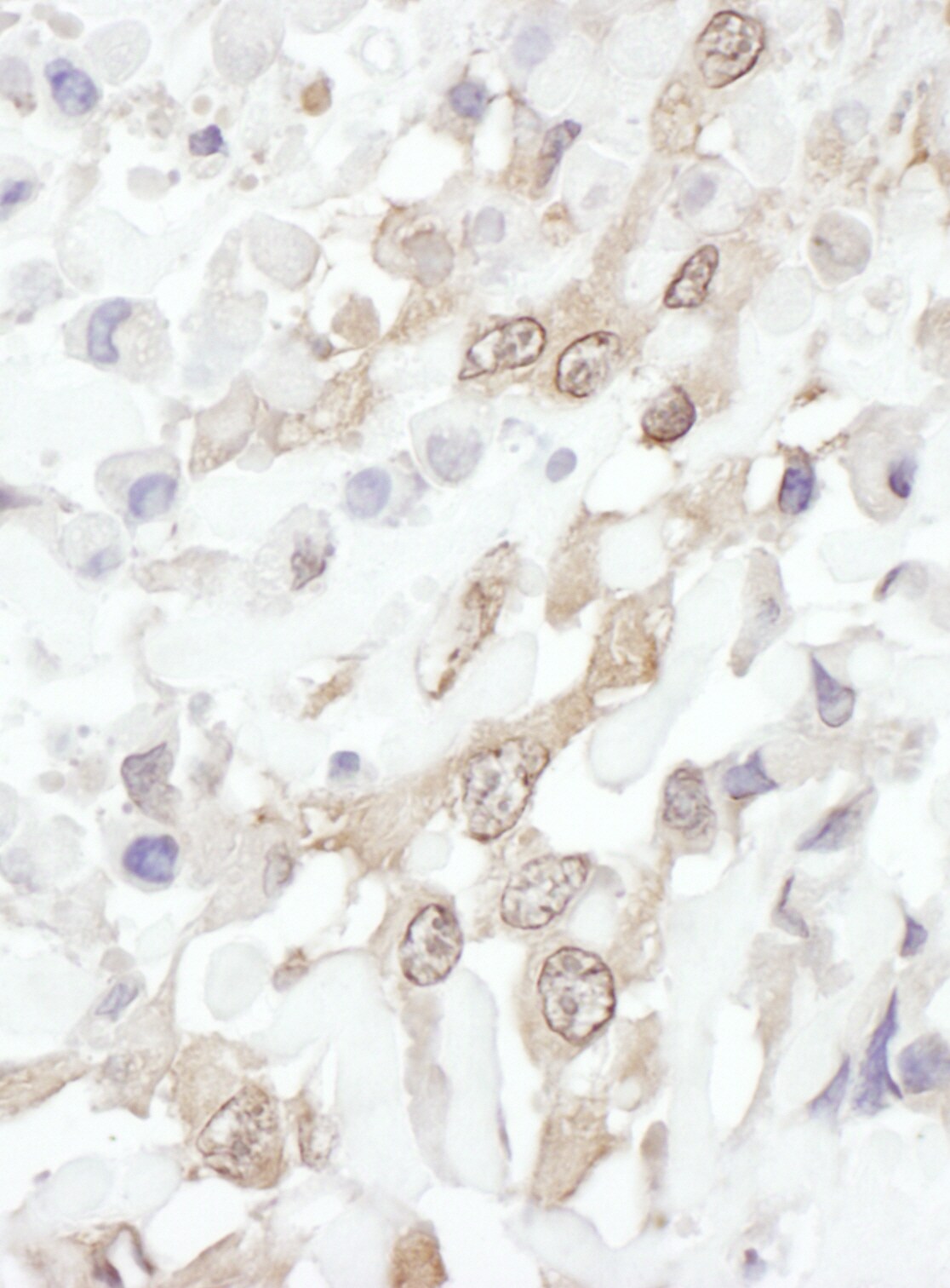 RBX1 Antibody