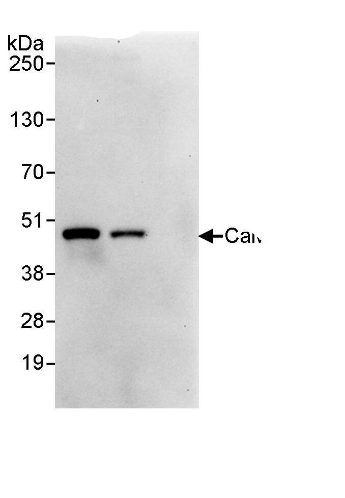 CAMKID Antibody