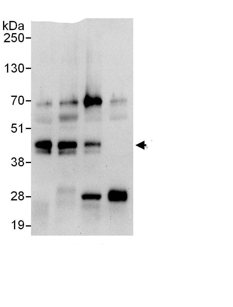 Musashi-2 Antibody