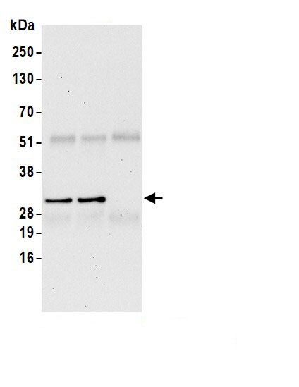 H1F0 Antibody