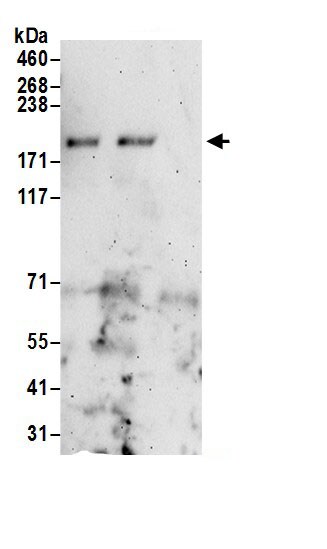SSFA2 Antibody