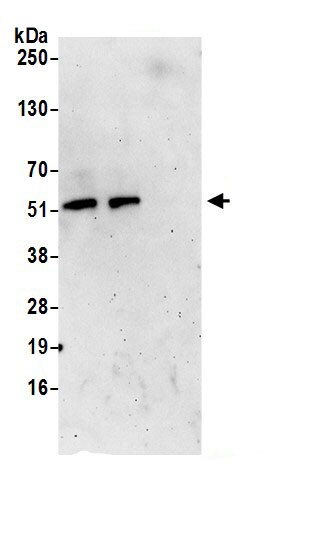 PMPCA Antibody
