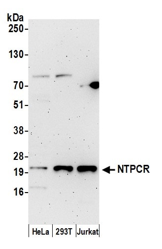 NTPCR Antibody