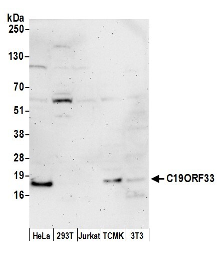 IMUP Antibody