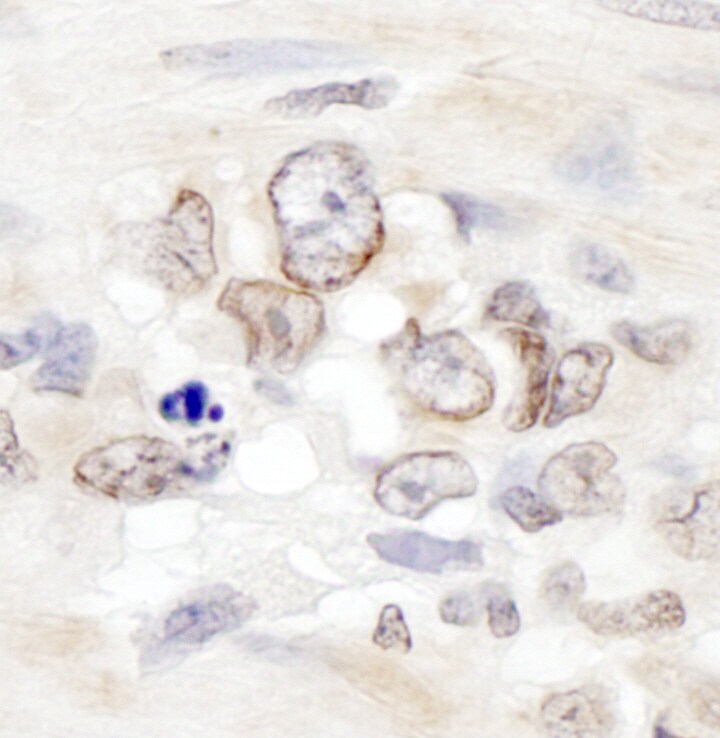 AAAS Antibody