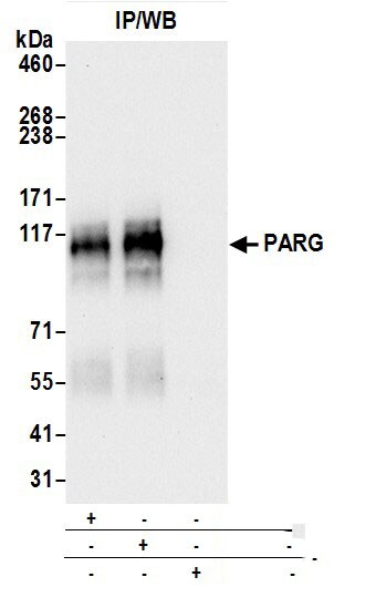 PARG Antibody