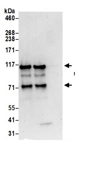 Drebrin 1 Antibody