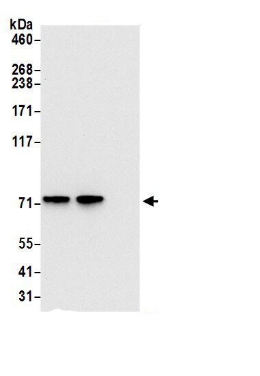 TRAP1 Antibody