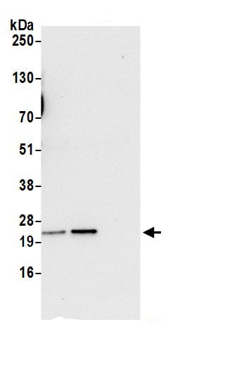 Synaptobrevin homolog YKT6 Antibody