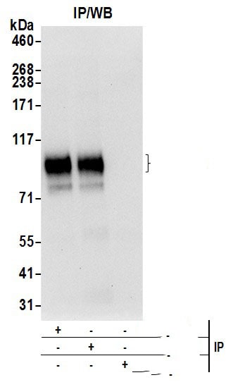 ATG9A Antibody