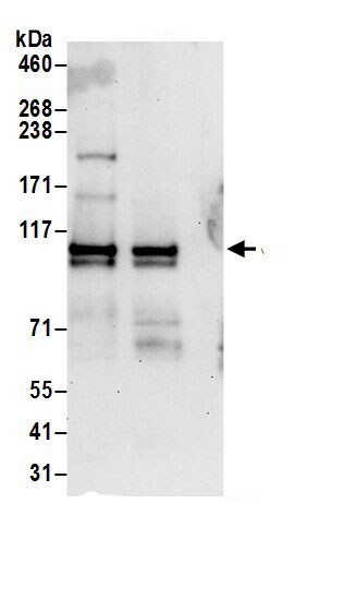 Zeta Opioid Receptor Antibody