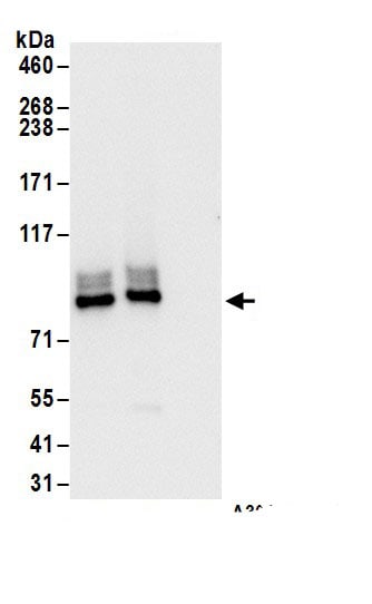 PKC eta Antibody