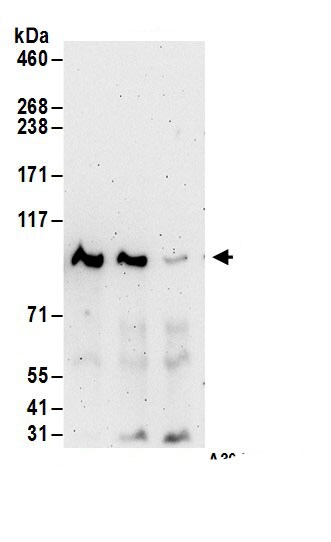 PRMT10 Antibody