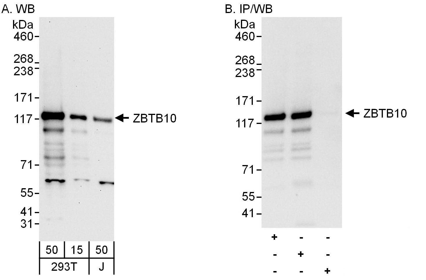 ZBTB10 Antibody