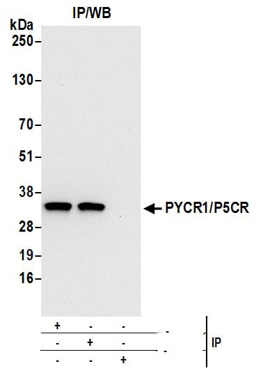 PYCR1 Antibody
