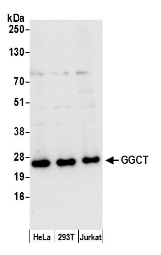 gamma-Glutamylcyclotransferase/CRF21/GGCT Antibody