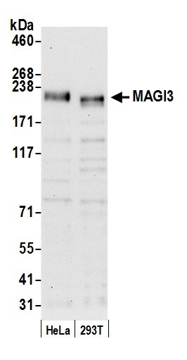 MAGI3 Antibody