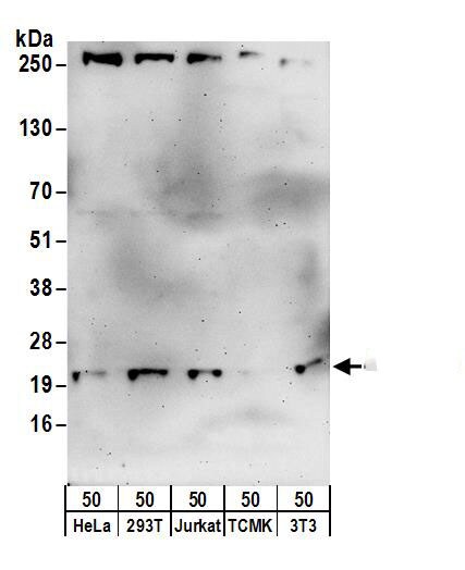 COMMD3 Antibody