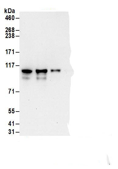 Exosome component 10 Antibody