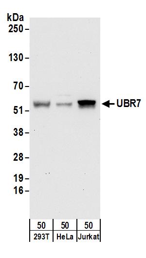 UBR7 Antibody
