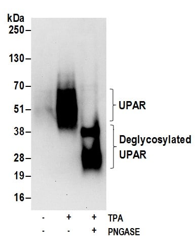 uPAR Antibody
