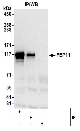 FNBP3 Antibody