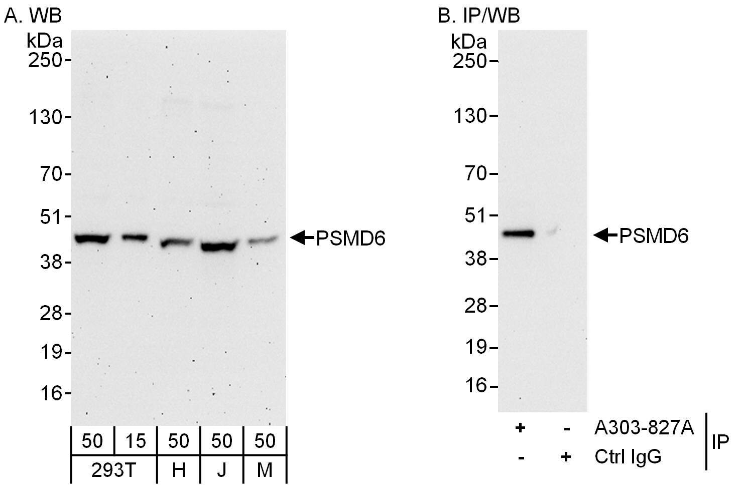 PSMD6 Antibody