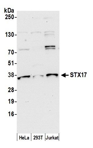 STX17 Antibody