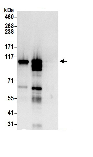 ARS2 Antibody